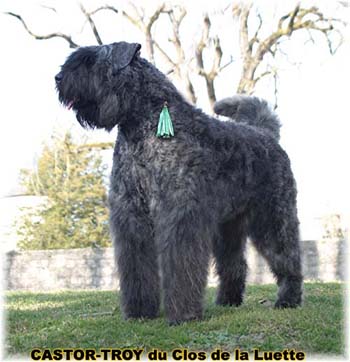 bouvier des flandres du clos de la luette - copyright d&eacute;pos&eacute;